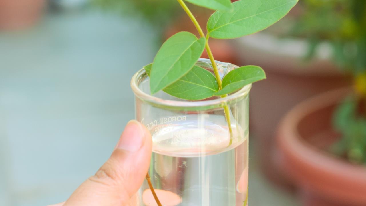 Las plantas que crecen en agua y aportan una belleza sofisticada a tu hogar